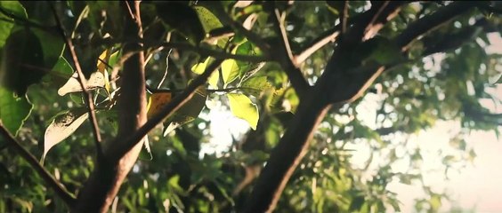 Destampe (curta-metragem)