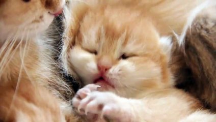 This Kitten Will Kill You With Its Sweetness