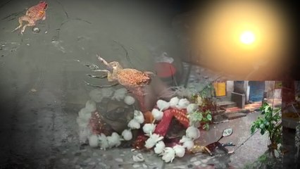 ঢাক বাজিয়ে ব্যাঙের বিয়ে! মন গলল বরুণদেবের, স্বস্তির বৃষ্টিতে ভিজল বাংলা  | Oneindia Bengali