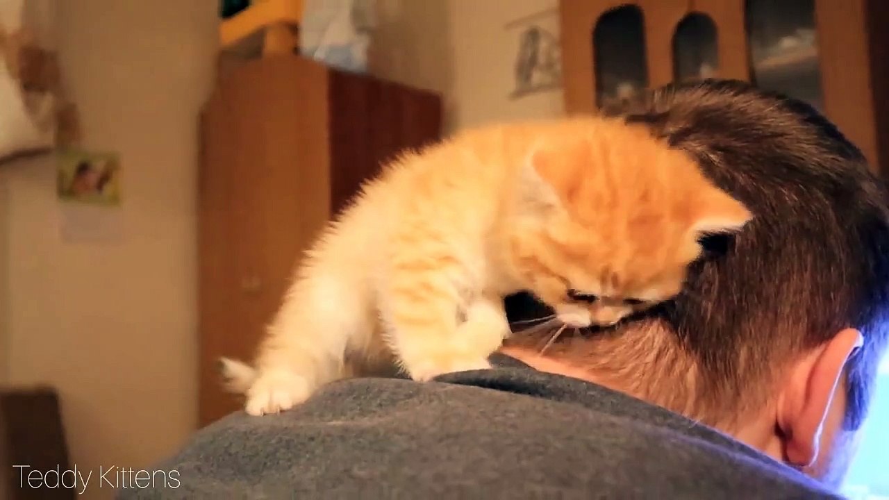 This Tiny Kitten Cured Depression  Soo Cute _ WHO IS NEXT_