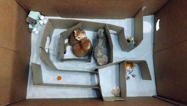 Three british kittens in a maze _ Funny kittens