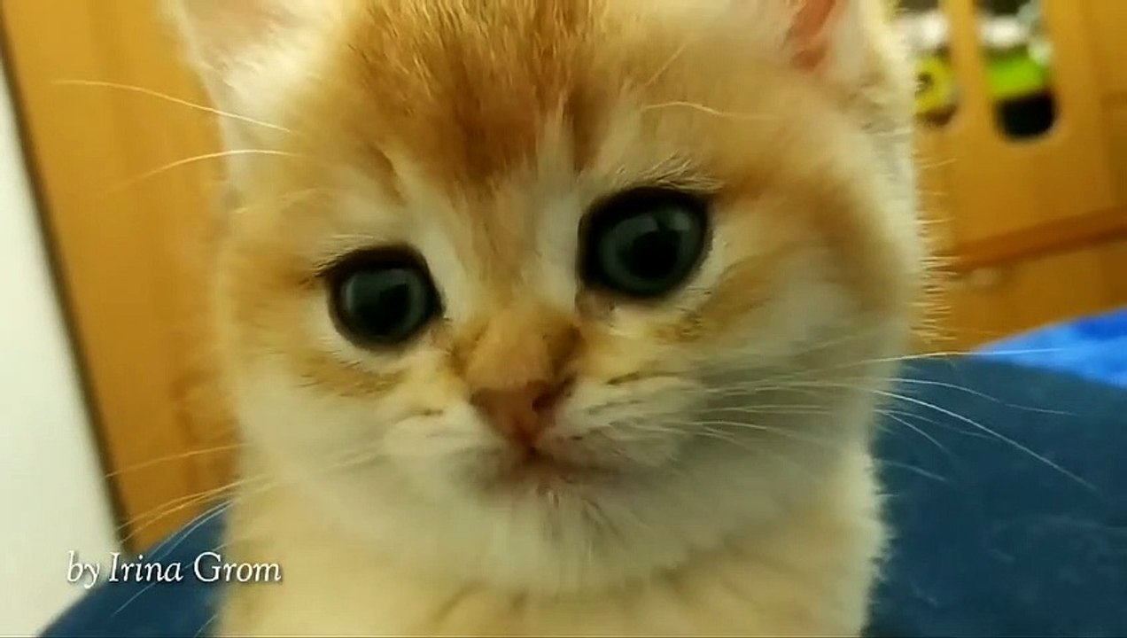 This Kitty  is Waiting For Your Subscription.