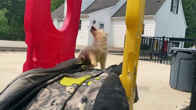 Un chiot husky sibérien fait un toboggan surprise