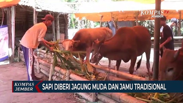 Terapi Pijat Hewan Kurban Agar Tidak Stres dan Daging Berkualitas