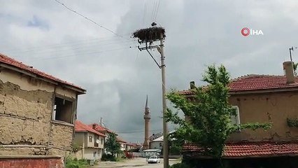 Ces cigognes nichent au même endroit depuis 15 ans.