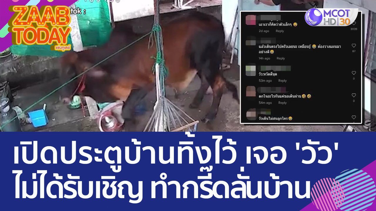 อุทาหรณ์! เปิดประตูบ้านทิ้งไว้ เจอ 'วัว' ไม่ได้...