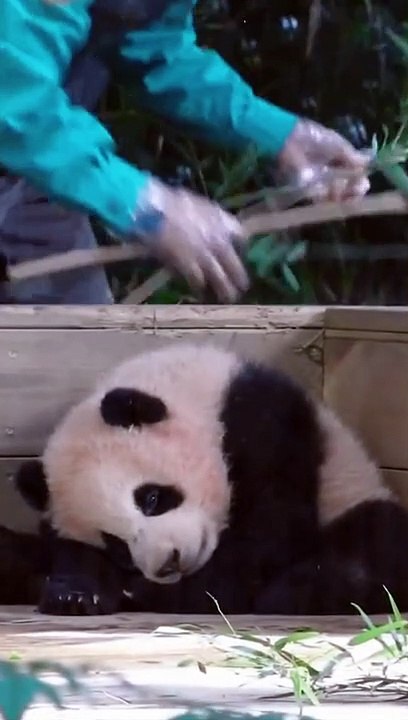 Panda Fu BaoAsking For Hug