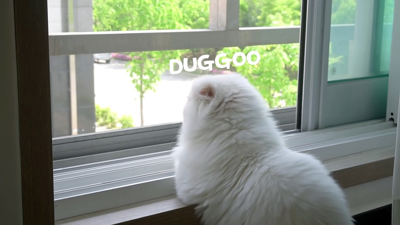 ☁️ Shaving a cat's tail (ENG SUB)