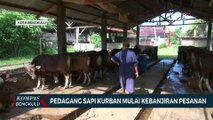 Pedagang Sapi Kurban Mulai Kebanjiran Pesanan