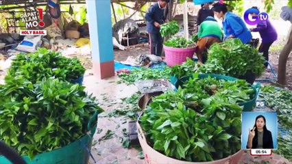 Holy basil farm sa Pampanga, silipin! | Dapat Alam Mo!