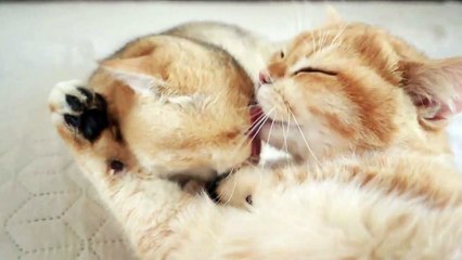 The Artist has very tasty paws  Aria confused them with chupa chups.