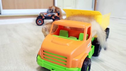 Test Drive from Kittens  Too Cute Compilation