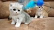 The Cutest Baby British kittens Will Melt Your Heart - Funny Kittens Video - Kittens Maowing