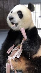 People Like Panda Because Panda Life Was Simple
