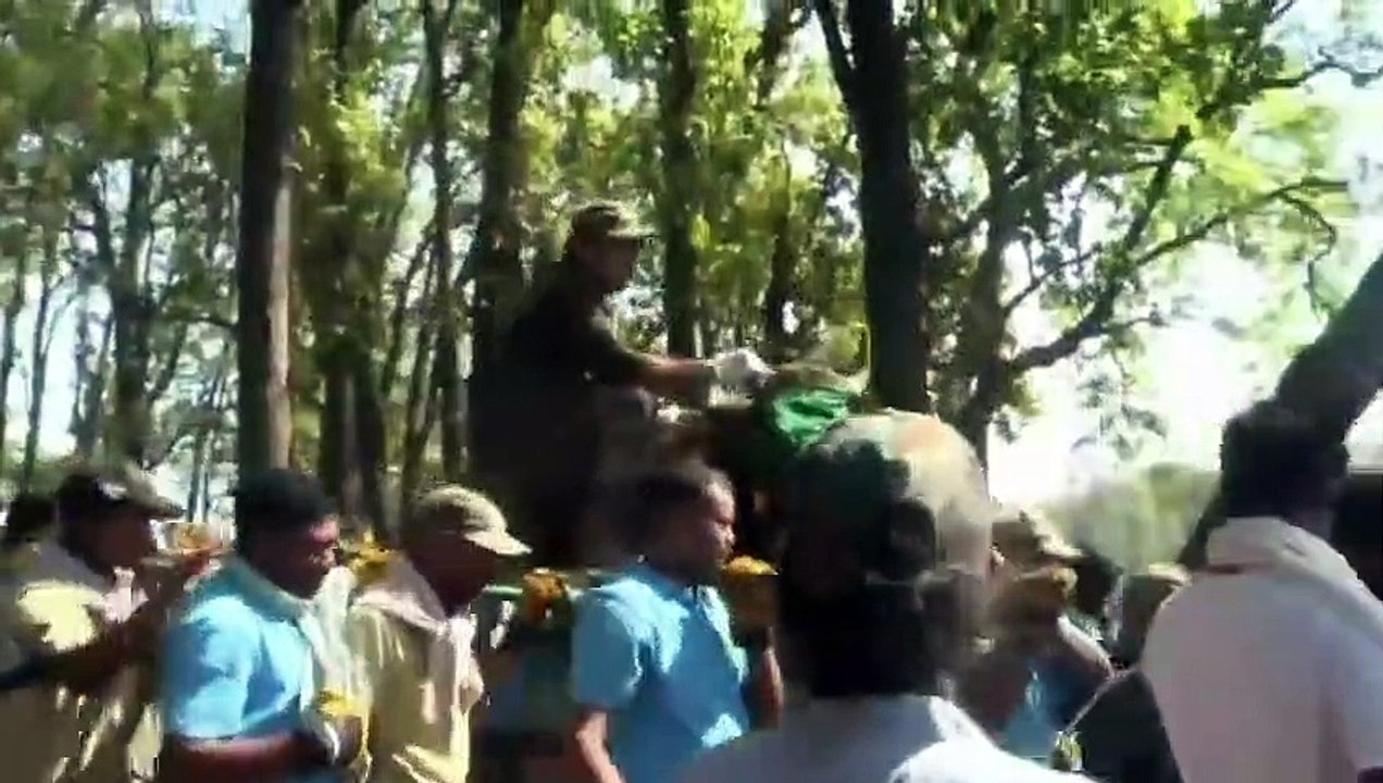 कान्हा के गौर का संजय टाइगर रिजर्व में नया बसेर...