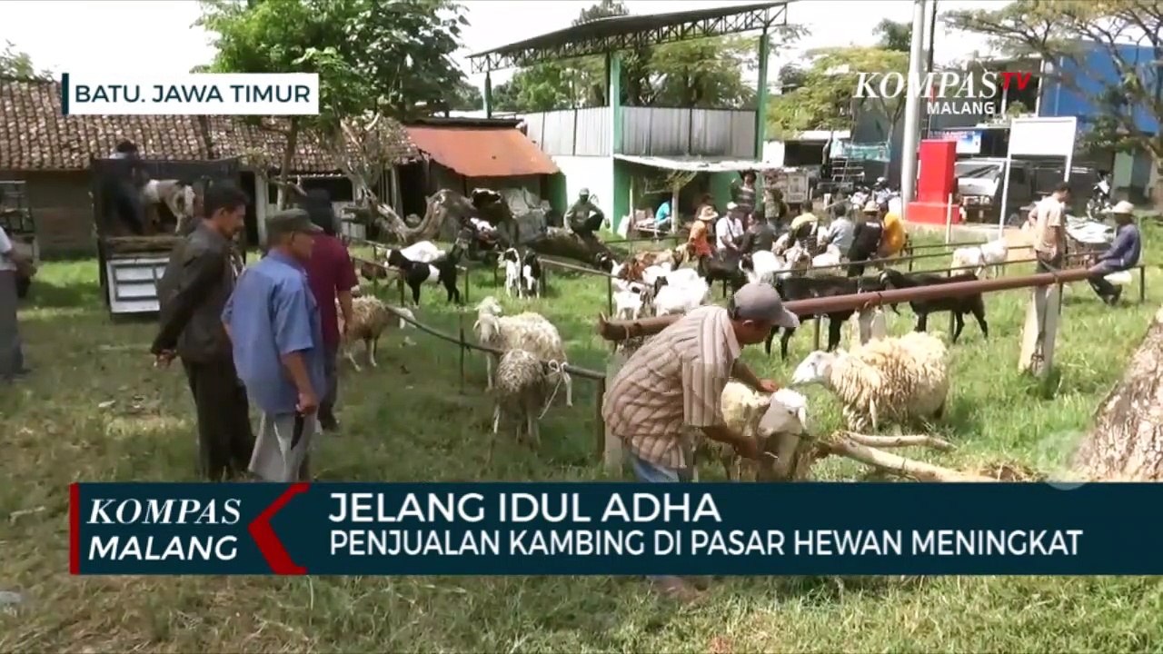 Jelang Idul Adha, Penjualan Kambing di Pasar Hewan Batu Mulai Meningkat