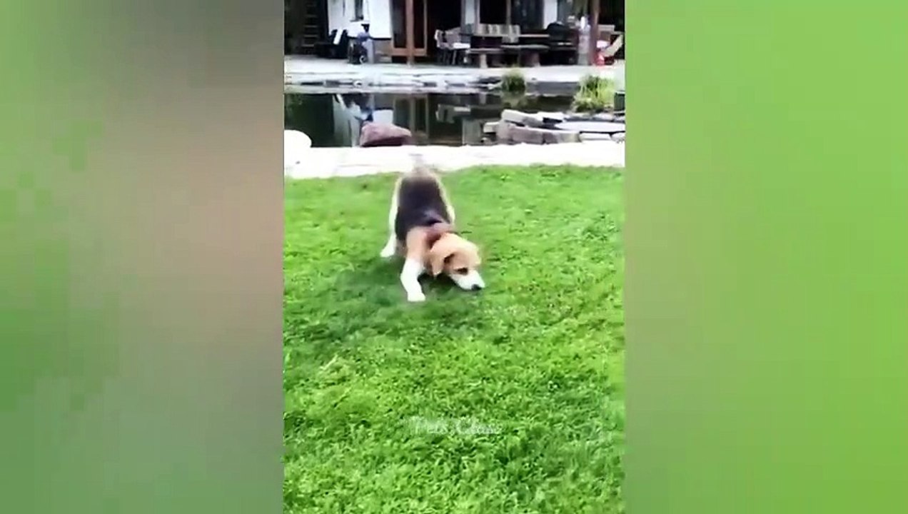 Funniest Animals 2023  Funny Cats and Dogs Videos