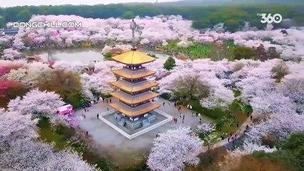 Hậu Lãng Tập 40 Full VietSub - Phim Hoa Ngữ