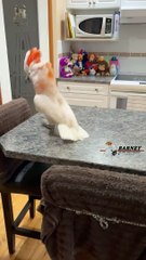 White Parrot beautiful  subscribe my channel