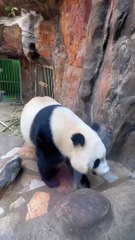 Panda Meng Meng Meng Lan’s Mother