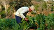 “Cultivemos alimentos, no tabaco”, la campaña de la OMS sobre los daños ecológicos que conlleva el cultivo del tabaco