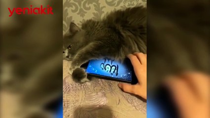 Kur'an tilavetiyle mest olan kedinin sahibine tepkisi gündem oldu
