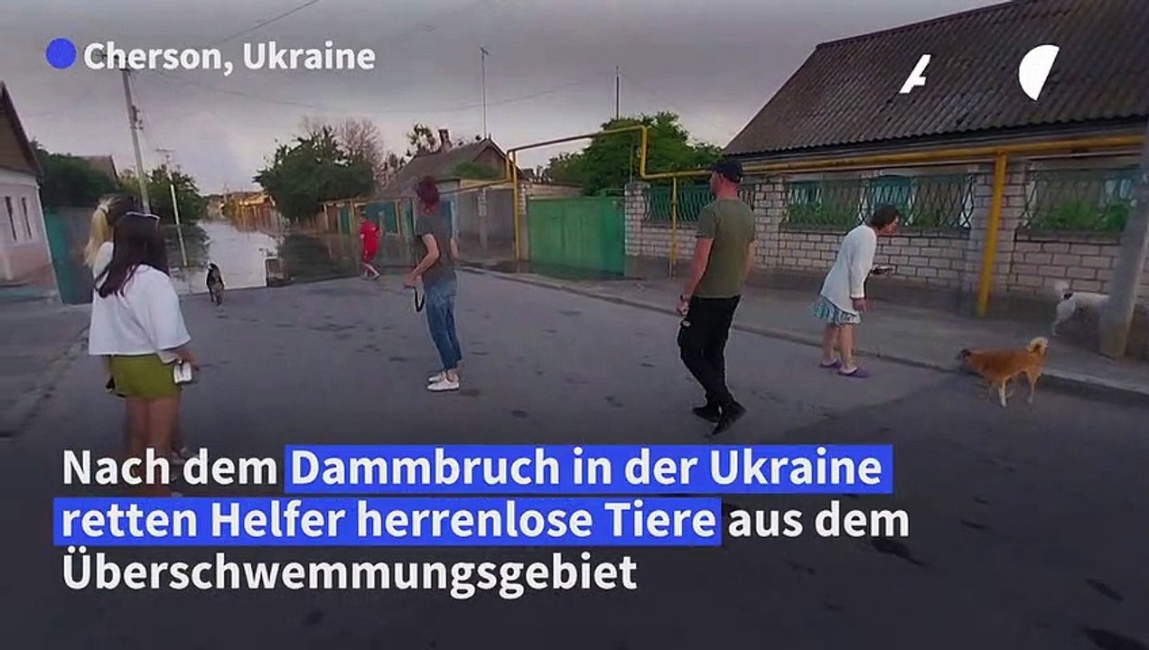 Helfer retten Tiere aus Hochwasser-Region in der Ukraine
