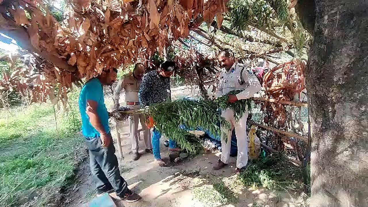 Video Story - घर की बाड़ी में लगा रखा था गांजा...