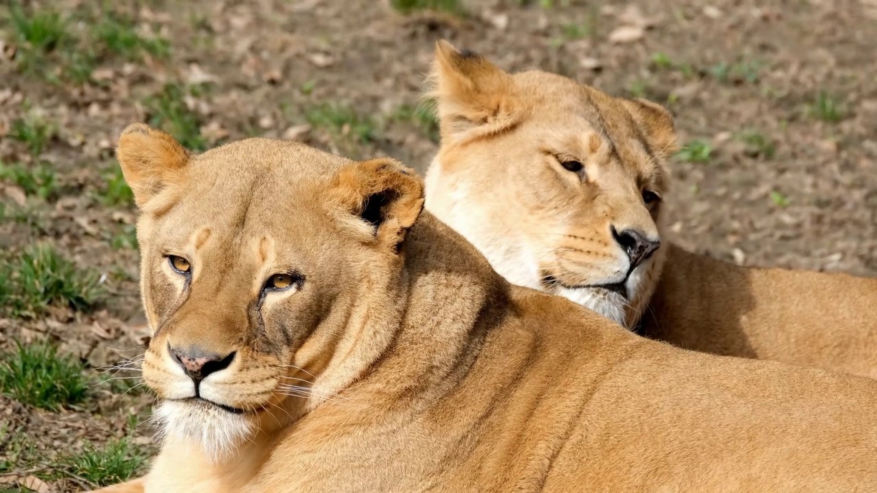 lion information in urdu