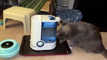 Watson le chat aime les bulles d'humidificateur