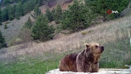 Ayının sabah keyfi fotokapana yansıdı