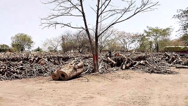 Felling of 10 thousand trees for Bhavsa Dam project