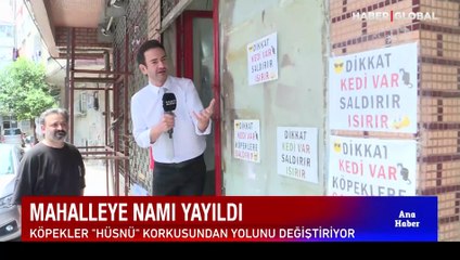 Dikkat kedi var! "Yedi bela Hüsnü" herkesin korkulu rüyası oldu