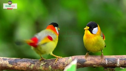 Beautiful Birds Voice With Relaxing Music | 4K Nature Relaxation and Calm Sleep Sound