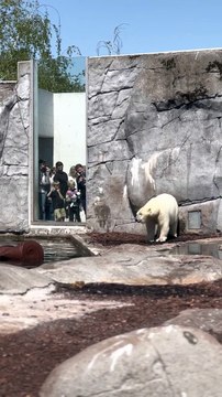 L'ours polaire hésite à sauter dans l'eau
