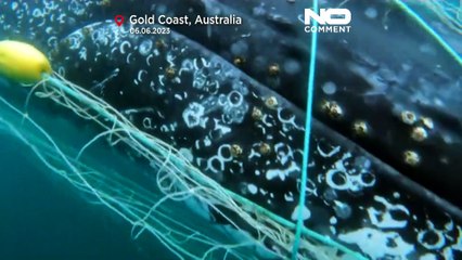 Vor der Gold Coast im Netz gefangen: Wie es dem Buckel-Wal ergangen ist