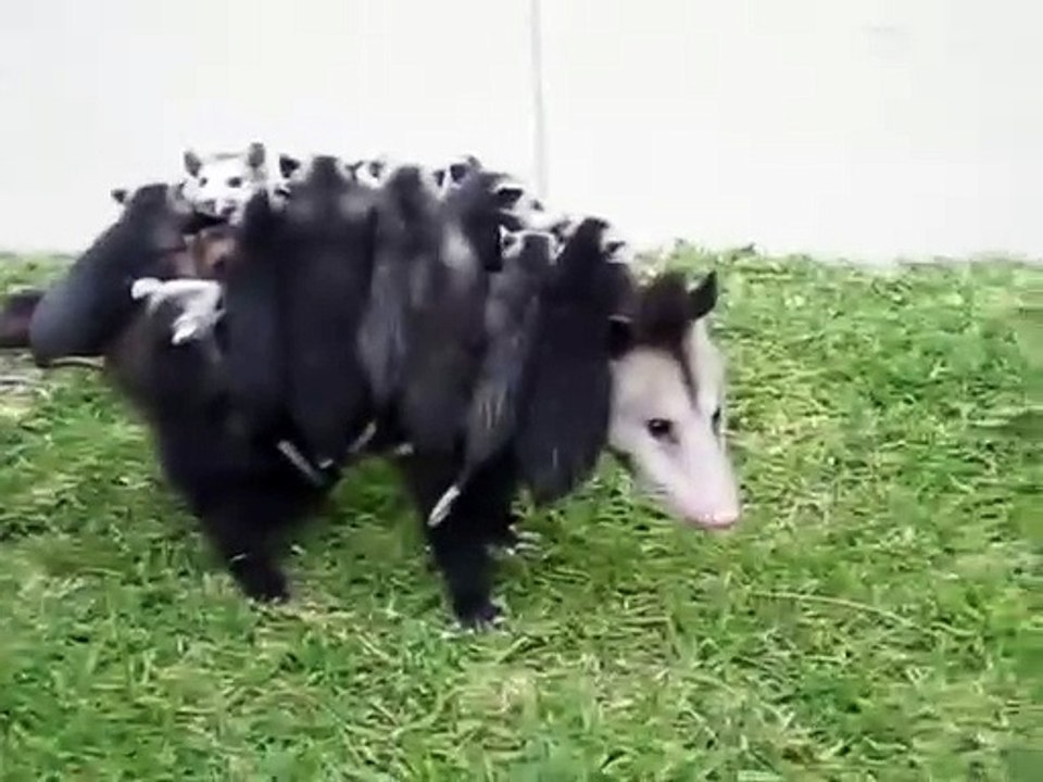 Une maman opossum porte ses 10 petits sur le dos