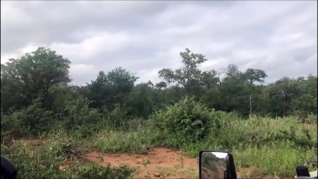 Un lion se retrouve accroché sur le dos d’une girafe en Afrique du Sud