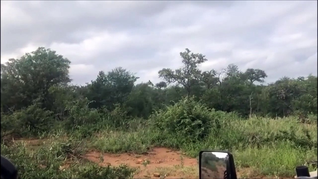 Un lion se retrouve accroché sur le dos d’une girafe en Afrique du Sud