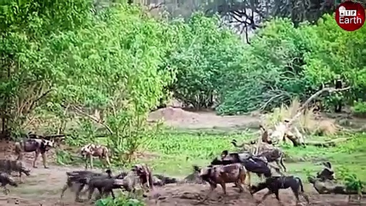 Oryx Giving Birth and Wild Dogs Take of Opportunity