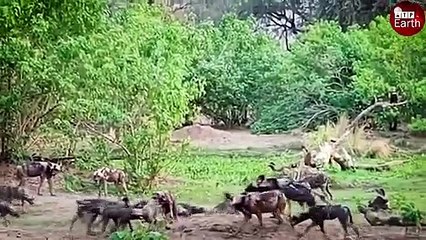 Oryx Giving Birth and Wild Dogs Take of Opportunity