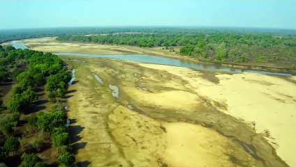 Mother Lion Trying Attack Buffalo to get Food for Her Cubs    ATP Earth