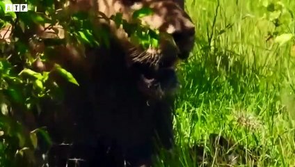 Lion Attack Warthog - Animal Fight   ATP Earth