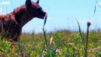 15 Lion Trying Kill Leopard - What Happen Next for Leopard   ATP Earth