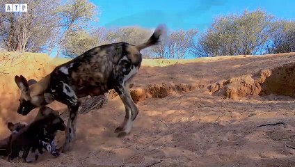 Wild Dogs Attack Alone Hyena   ATP Earth