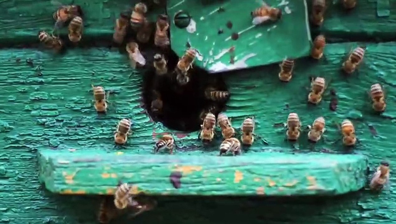 Die 10 gefährlichsten Insekten