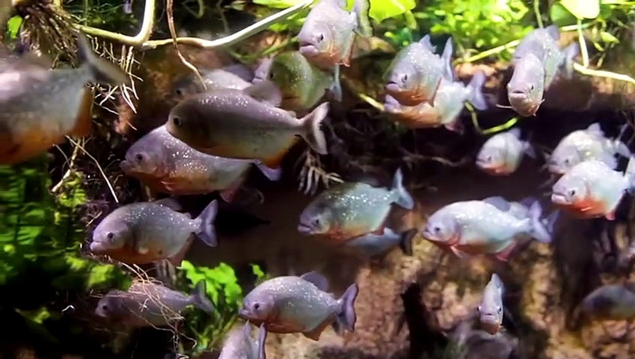 10 Gefährliche Tiere, vor denen du weglaufenhalten!