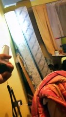 La chauve-souris apporte le chaos à la maison