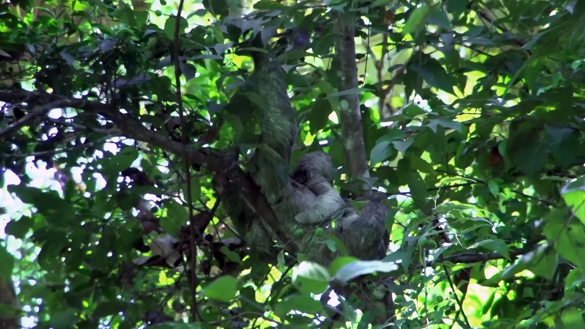 Amazon Jungle Documentary National Geographic Protecting The