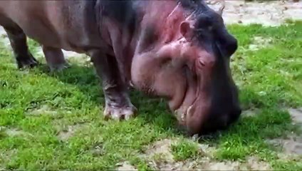 فرس النهر الغاضب يدمر الأسود وينقذ الحيوانات المسكينة من موت محقق